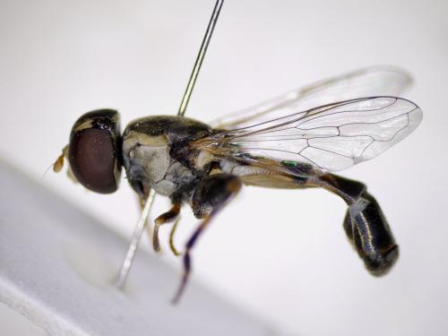 Syritta pipiens